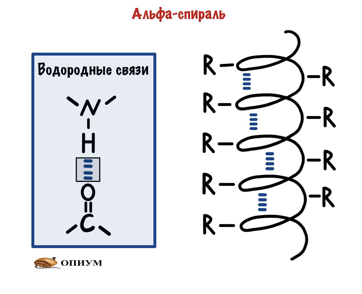 Структура спирали. Альфа-спираль структура белка. Альфа спираль и бета структура. Альфа спираль и бета структура белка. Строение Альфа спирали.