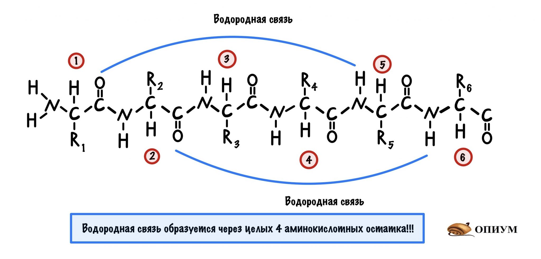 Схема образования водородной связи